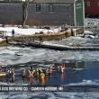 SeaDog Camden Harbor Activity Cam capturing the Polar Plunge. Photo courtesy StreamState