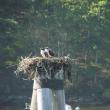 During a recent trip to Pemaquid Harbor, the authors were surprised to see two young ospreys still hanging around a nest - the result of Maine's extended summers? Photo courtesy of Jeff Wells.